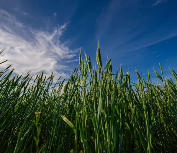 Photo of a field of wheat